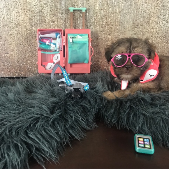 💕 Shorkies & Shih Tzu 💕 - Picture 2 of 14